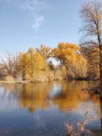 絕美秋色！在金塔胡楊林邂逅金色童話