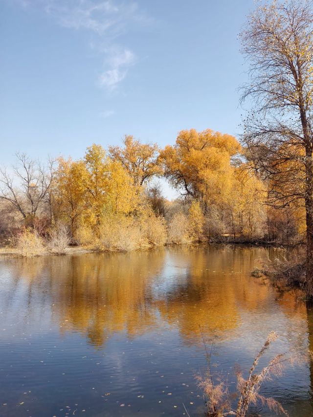絕美秋色！在金塔胡楊林邂逅金色童話