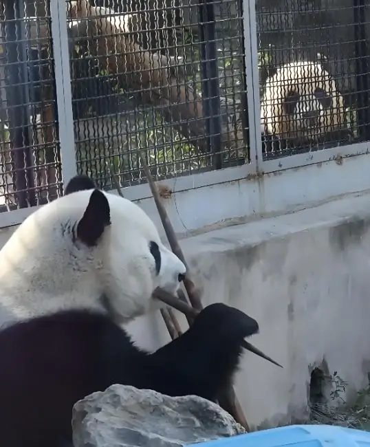 “멍란”은 “지년”의 전자 짜차이입니다