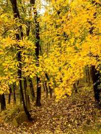 北京人的最愛，南太行的最美--秋日限定色！