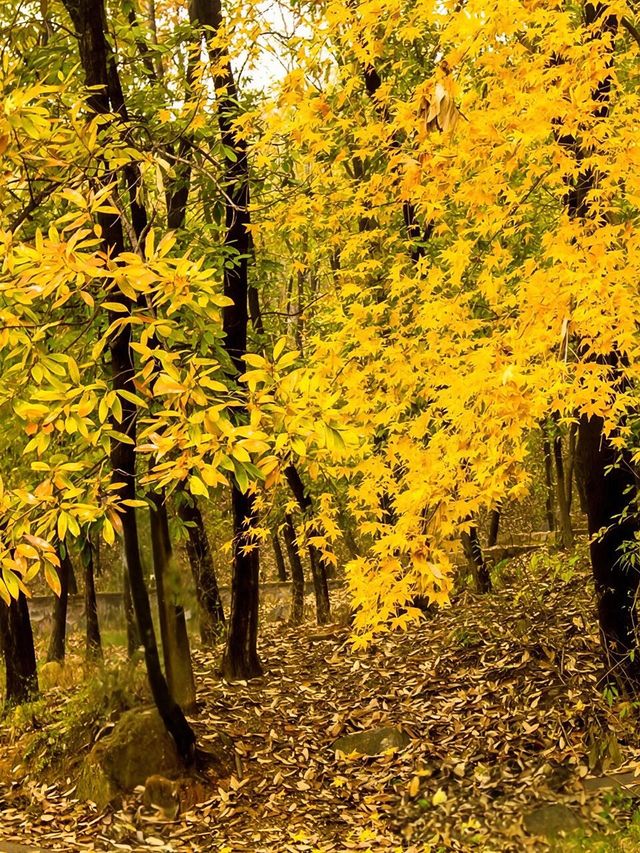 北京人的最愛，南太行的最美--秋日限定色！