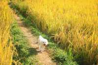 稻田金黃,秋日的浪漫