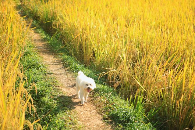 稻田金黃,秋日的浪漫 稻田金黃,秋日的浪漫