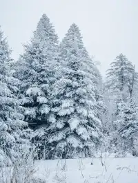 長白山隱藏玩法！帶娃徒步雪林，玩到拖不走