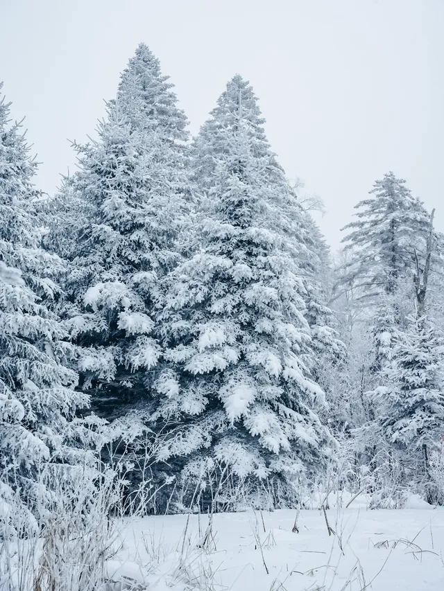 長白山隱藏玩法！帶娃徒步雪林，玩到拖不走