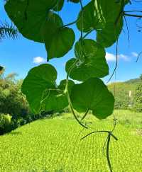 鴻達酒店的床,算是把我“拴”住了!