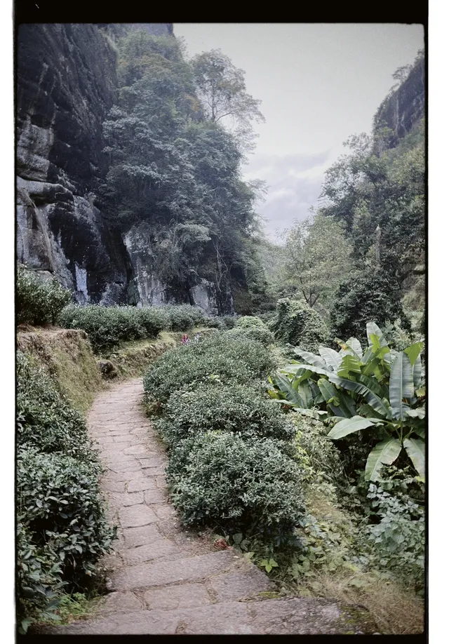 清冷武夷山，最宜岩骨花香漫步