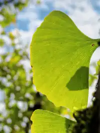 替大家去南雄踩點,銀杏青黃不接過幾天再去