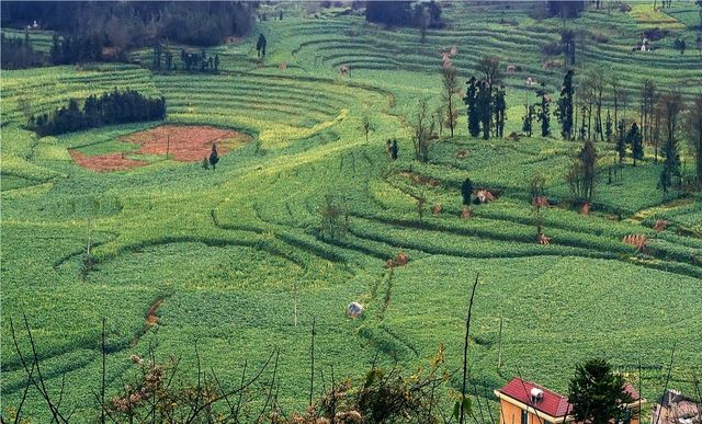 《國家地理》沒騙我羅平螺絲田真的和宣傳圖一樣美!冬春限定 《國家地理》沒騙我羅平螺絲田真的和宣傳圖一樣美!冬春限定