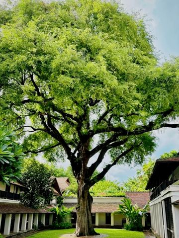 清邁蘭納風酒店滿園綠植隨手拍大片！