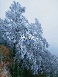 雪松霧淞絕美拍攝地仙鳳山霧淞:冰雕玉琢的幻境