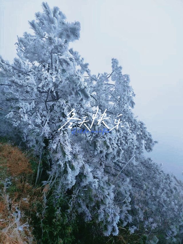 雪松霧淞絕美拍攝地仙鳳山霧淞:冰雕玉琢的幻境 雪松霧淞絕美拍攝地仙鳳山霧淞:冰雕玉琢的幻境