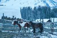 冬天一定要來一次新疆禾木村美得就像童話世界!