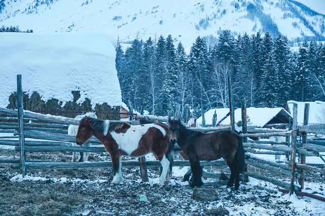 冬天一定要來一次新疆禾木村美得就像童話世界! 冬天一定要來一次新疆禾木村美得就像童話世界!
