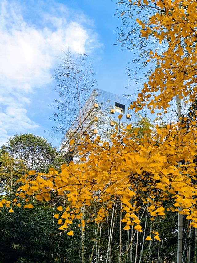 秋日限定!徐家匯公園紅葉暴擊市中心的調色盤炸裂了! 秋日限定!徐家匯公園紅葉暴擊市中心的調色盤炸裂了!