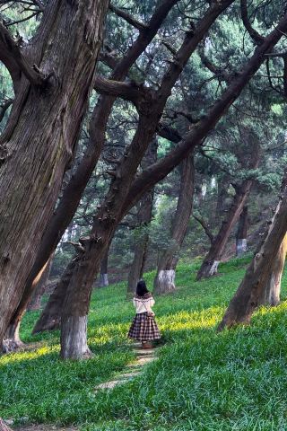 Entering the Twilight Forest around Mianyang…
