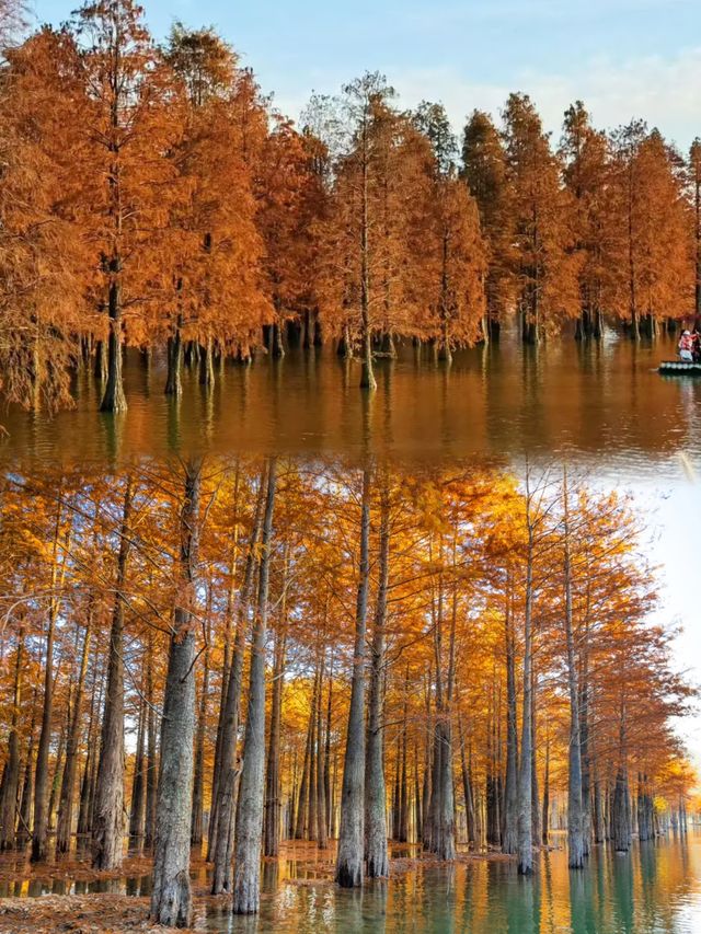 我的寧國紅杉林賞秋手記 我的寧國紅杉林賞秋手記