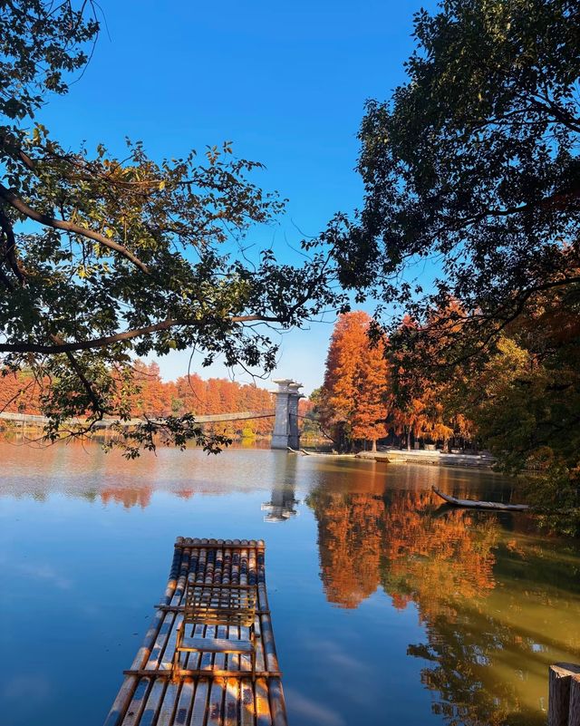 武漢的秋天還是太權威了······ 武漢的秋天還是太權威了······