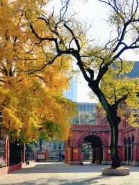 上海外灘賞銀杏不繞路個機位路線攻略