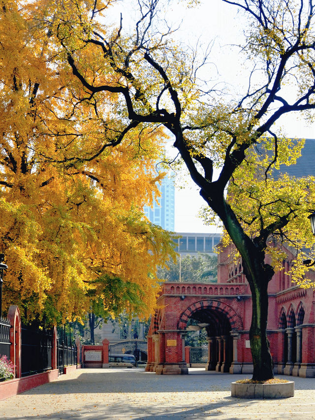 上海外灘賞銀杏不繞路個機位路線攻略