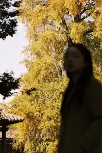 🪾千年銀杏，恰逢濮院橙黃橘綠時