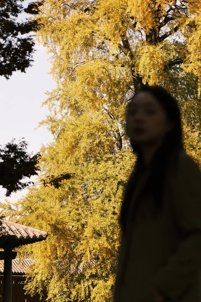 🪾千年銀杏，恰逢濮院橙黃橘綠時