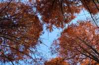 黃山市道教名山,對安徽人限時免費!