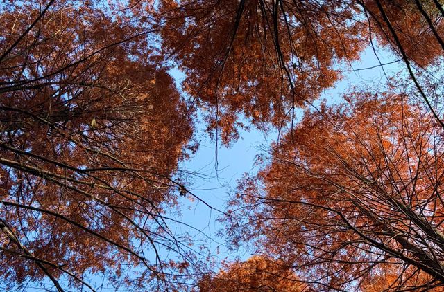 黃山市道教名山,對安徽人限時免費! 黃山市道教名山,對安徽人限時免費!