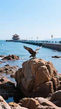 棧橋,是青島的「城市原點」,更是中國海岸線上最具人文溫度的百年地標。它不單是一條伸向大海的狹長堤岸,