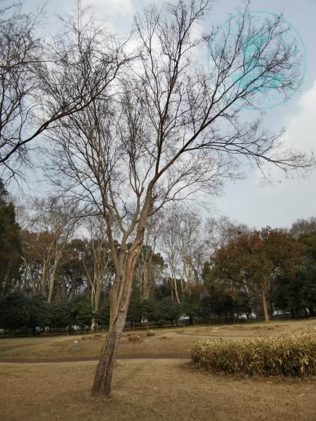 中山植物園就是靜奢風的天花板，閉眼入不虧！