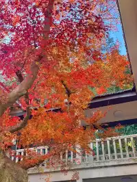 莫干山蔣公古道 請大膽浪費時間給秋天