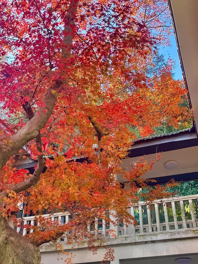 莫干山蔣公古道 請大膽浪費時間給秋天