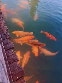 讓生活慢下來,帶娃烏鎮2天1夜江南遊