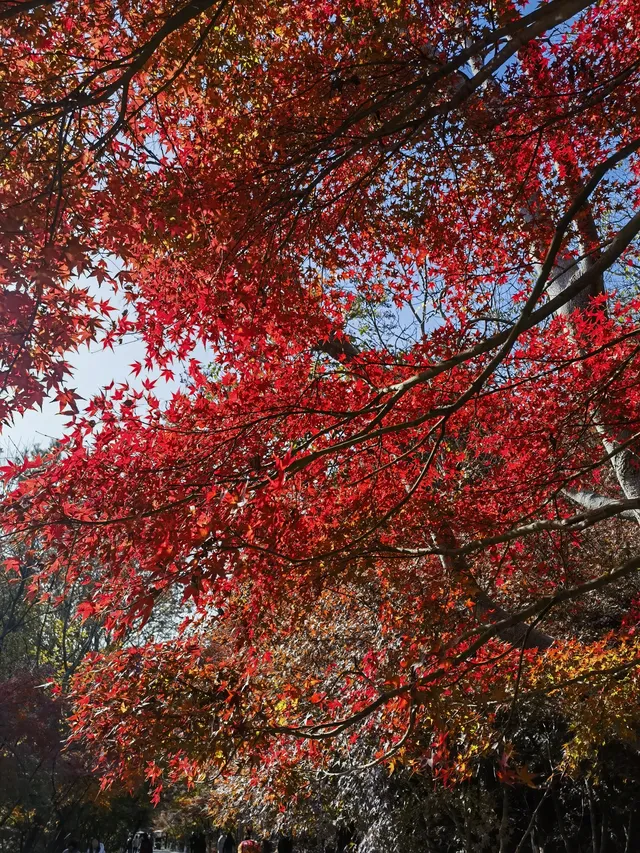 上海出發 帶娃賞秋棲霞山