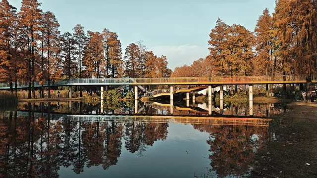 此時，武漢東湖美得不像話免費停車！