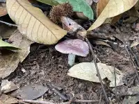 國慶昆明-普洱-景邁山自由行攻略