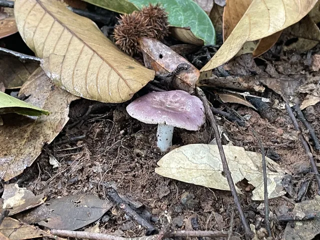 國慶昆明-普洱-景邁山自由行攻略