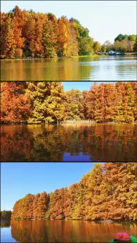 終於等來上海天花板水杉林的封神期附攻略