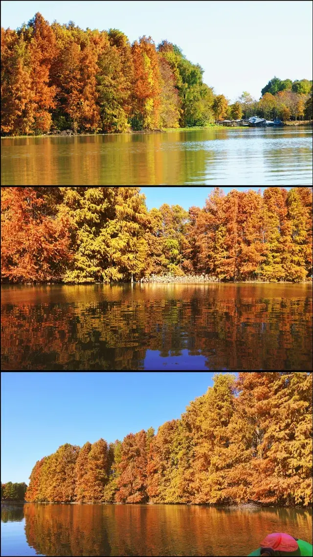 終於等來上海天花板水杉林的封神期附攻略 終於等來上海天花板水杉林的封神期附攻略