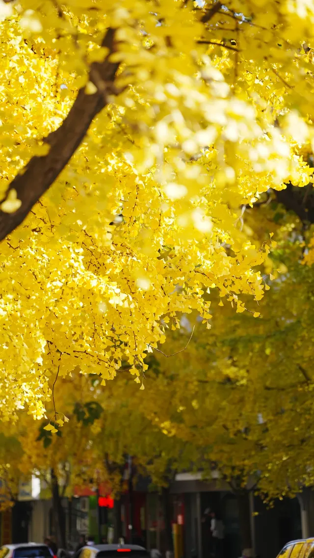 杭州清吟街|秋冬限定的金色浪漫 杭州清吟街|秋冬限定的金色浪漫