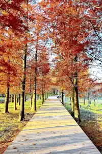 預警三林濱江落羽杉即將紅透，最佳觀賞期