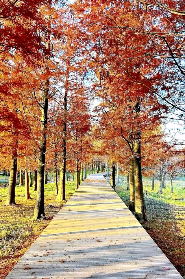 預警三林濱江落羽杉即將紅透，最佳觀賞期