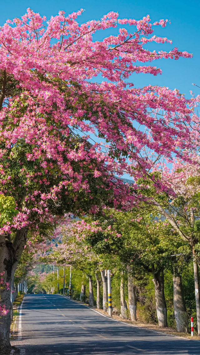 廈門芳都異木棉 + 錦江住宿攻略，粉色浪漫與舒適旅居指南🩷