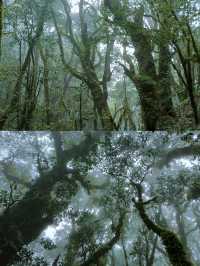 剛從哀牢山回來!看這篇就夠了