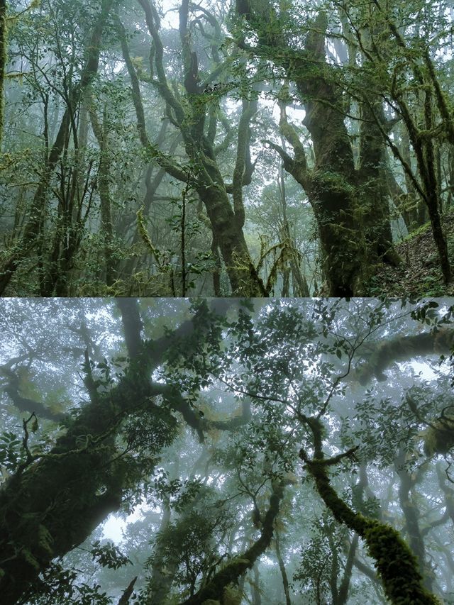 剛從哀牢山回來!看這篇就夠了 剛從哀牢山回來!看這篇就夠了