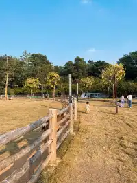深圳寶藏親子牧場餵鹿撸兔遛娃絕了!