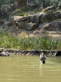 一座公園愛上一座城|我見到駱賓王詩裡的鵝