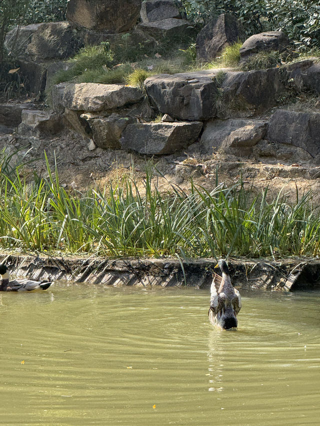 一座公園愛上一座城|我見到駱賓王詩裡的鵝 一座公園愛上一座城|我見到駱賓王詩裡的鵝