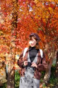 上海金山·花開海上 今年份的紅葉