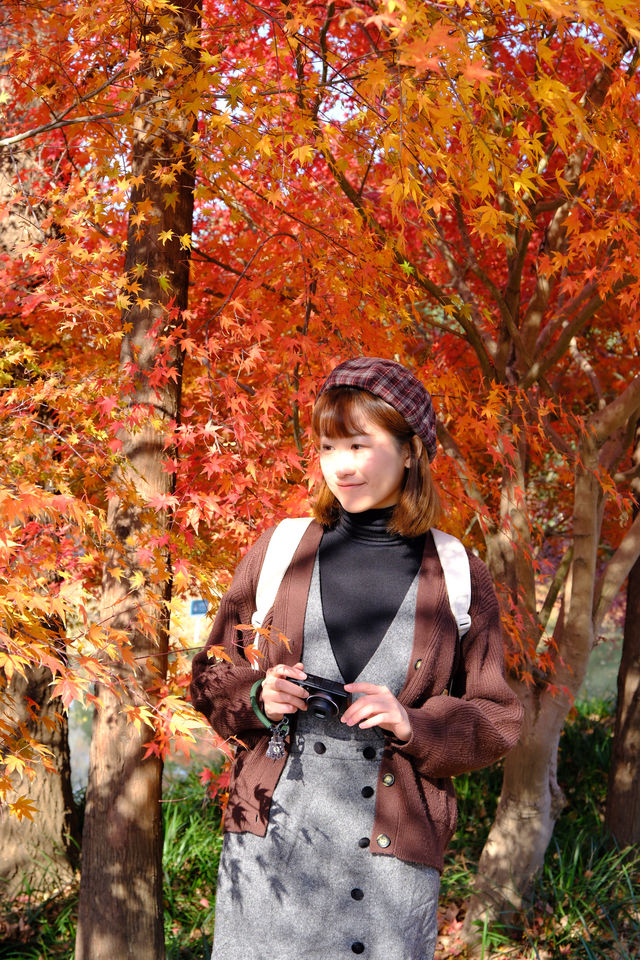 上海金山·花開海上 今年份的紅葉 上海金山·花開海上 今年份的紅葉